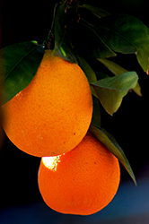 Robertson Navel Orange (Citrus sinensis 'Robertson') at Stonegate Gardens