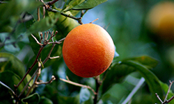 Sanguinelli Blood Orange (Citrus sinensis 'Sanguinelli') at A Very Successful Garden Center