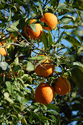 Moro Blood Orange (Citrus sinensis 'Moro') at Stonegate Gardens