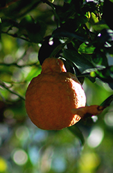 Pixie Mandarin (Citrus reticulata 'Pixie') at A Very Successful Garden Center