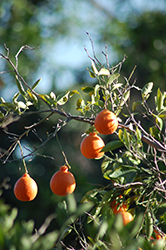 Pixie Mandarin (Citrus reticulata 'Pixie') at Lakeshore Garden Centres