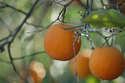 Tarocco Blood Orange (Citrus sinensis 'Tarocco') at Stonegate Gardens