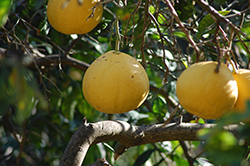 Reinking Pummelo (Citrus maxima 'Reinking') at Lakeshore Garden Centres
