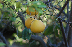 Reinking Pummelo (Citrus maxima 'Reinking') at A Very Successful Garden Center