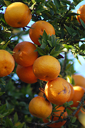 Chinotto Myrtle-leaved Orange (Citrus aurantium var. myrtifolia 'Chinotto') at Lakeshore Garden Centres