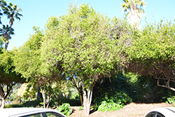 Calamondin (Citrofortunella x mitis) at A Very Successful Garden Center