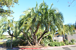 Senegal Date Palm (Phoenix reclinata) at A Very Successful Garden Center