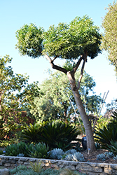 Cabbage Tree (Cussonia spicata) at Stonegate Gardens