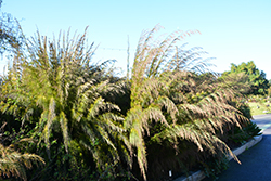 Cape Restio (Rhodocoma capensis) at A Very Successful Garden Center