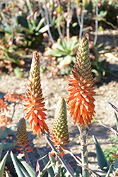 Arabian Aloe (Aloe rubroviolacea) at Lakeshore Garden Centres