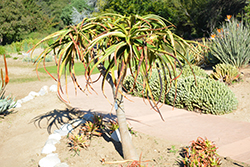 Samson Aloe (Aloe 'Samson') at Lakeshore Garden Centres