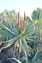 Aloe x principis (Aloe x principis) at A Very Successful Garden Center