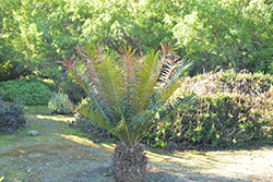 Mulanje Cycad (Encephalartos gratus) at A Very Successful Garden Center