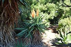 Transkei Bitter Aloe (Aloe candelabrum) at Lakeshore Garden Centres