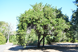 Bluebush (Diospyros lycioides) at Stonegate Gardens