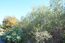 White Karee (Searsia pendulina) at A Very Successful Garden Center