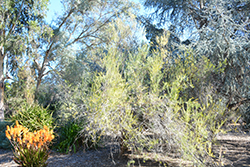 Water Bush (Grevillea nematophylla) at Lakeshore Garden Centres
