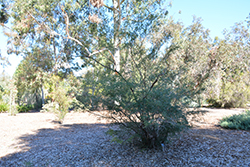 Twiggy Heath Myrtle (Baeckea virgata) at Stonegate Gardens