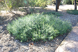Spotted Emu Bush (Eremophila maculata var. brevifolia) at A Very Successful Garden Center