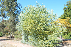 Knifeleaf Wattle (Acacia cultriformis) at Lakeshore Garden Centres