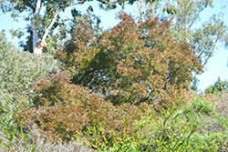Purple Hop Bush (Dodonaea viscosa 'Purpurea') at Stonegate Gardens