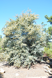 Cootamundra Wattle (Acacia baileyana) at A Very Successful Garden Center