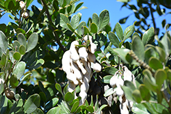Texas Mountain Laurel (Dermatophyllum secundiflorum) at Lakeshore Garden Centres