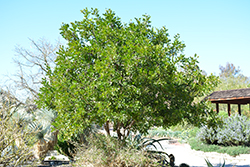 Texas Mountain Laurel (Dermatophyllum secundiflorum) at A Very Successful Garden Center
