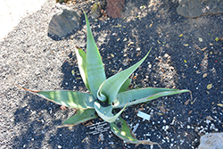 Guiengola Agave (Agave guiengola) at Stonegate Gardens