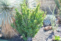 Mexican Tree Ocotillo (Fouquieria macdougalii) at A Very Successful Garden Center