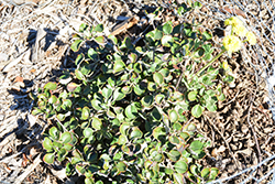 Sulphur Buckwheat (Eriogonum umbellatum var. polyanthum) at A Very Successful Garden Center