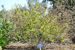 Sierra Apricot Esperanza (Tecoma 'Sierra Apricot') at A Very Successful Garden Center