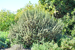Rio Bravo Texas Sage (Leucophyllum langmaniae 'Rio Bravo') at Lakeshore Garden Centres