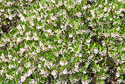 White Lanterns Manzanita (Arctostaphylos 'White Lanterns') at A Very Successful Garden Center