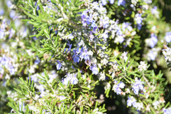 Blue Spires Rosemary (Rosmarinus officinalis 'Blue Spires') at A Very Successful Garden Center