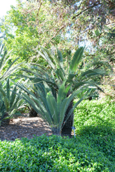 Califano's Dioon (Dioon califanoi) at A Very Successful Garden Center