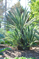 Califano's Dioon (Dioon califanoi) at Stonegate Gardens