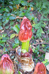 Paintbrush Lily (Scadoxus puniceus) at Lakeshore Garden Centres