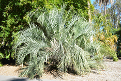Dwarf Yatay Palm (Butia paraguayensis) at A Very Successful Garden Center