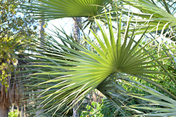 Blue Sonora Hesper Palm (Brahea armata var. clara) at A Very Successful Garden Center