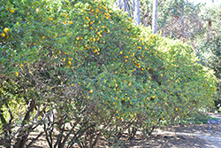 Chinotto Myrtle-leaved Orange (Citrus aurantium var. myrtifolia 'Chinotto') at A Very Successful Garden Center