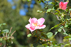 Dapple Dawn Rose (Rosa 'Dapple Dawn') at A Very Successful Garden Center