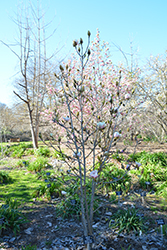 Athene Magnolia (Magnolia 'Athene') at A Very Successful Garden Center