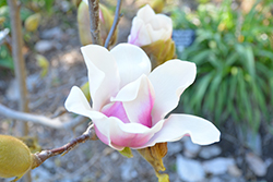 Athene Magnolia (Magnolia 'Athene') at Lakeshore Garden Centres