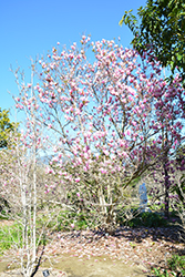 Raspberry Ice Magnolia (Magnolia 'Raspberry Ice') at A Very Successful Garden Center