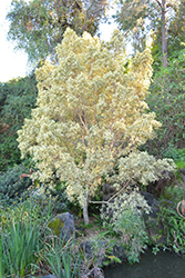 Variegata Weeping Fig (Ficus benjamina 'Variegata') at A Very Successful Garden Center