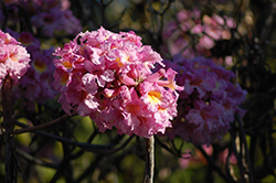 Pink Trumpet Tree (Tabebuia impetiginosa) at A Very Successful Garden Center