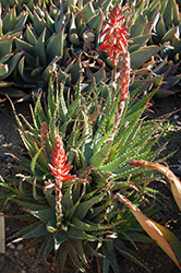 Spider Aloe (Aloe x spinosissima) at A Very Successful Garden Center