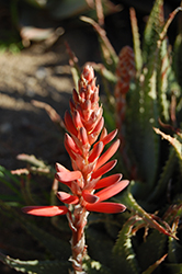 Spider Aloe (Aloe x spinosissima) at A Very Successful Garden Center