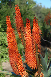 Cat's Tail Aloe (Aloe castanea) at A Very Successful Garden Center